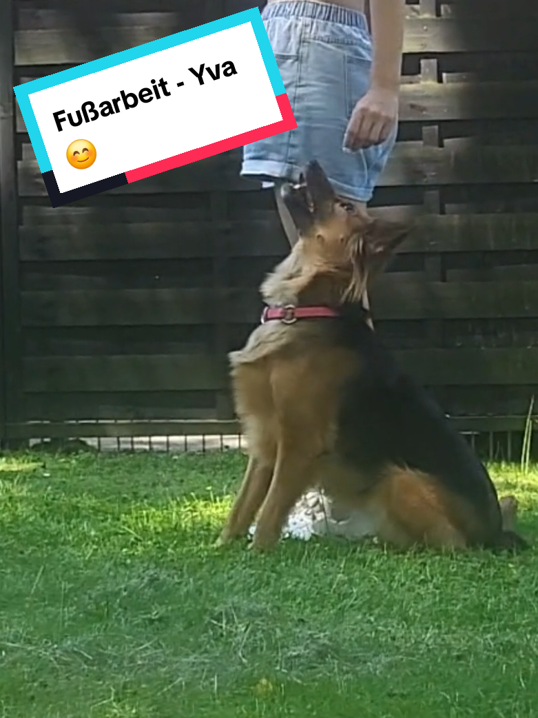 @Hundeschule Mit vier Pfoten