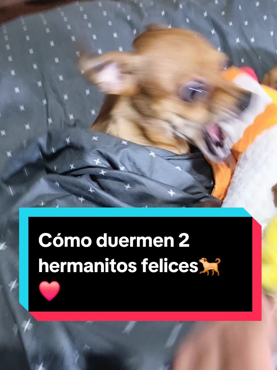 @coco el enoj&oacute;n 🐶 ❤️