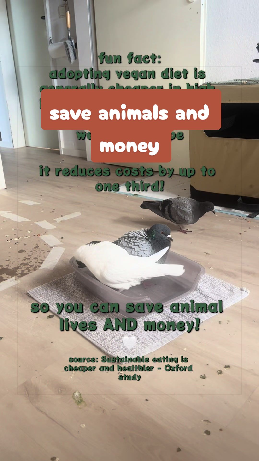 @Lisa‘s Pets