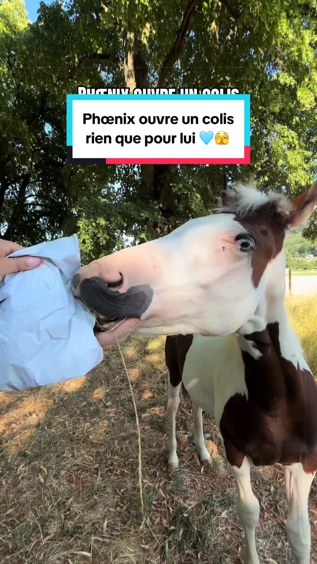 @mon poney pie