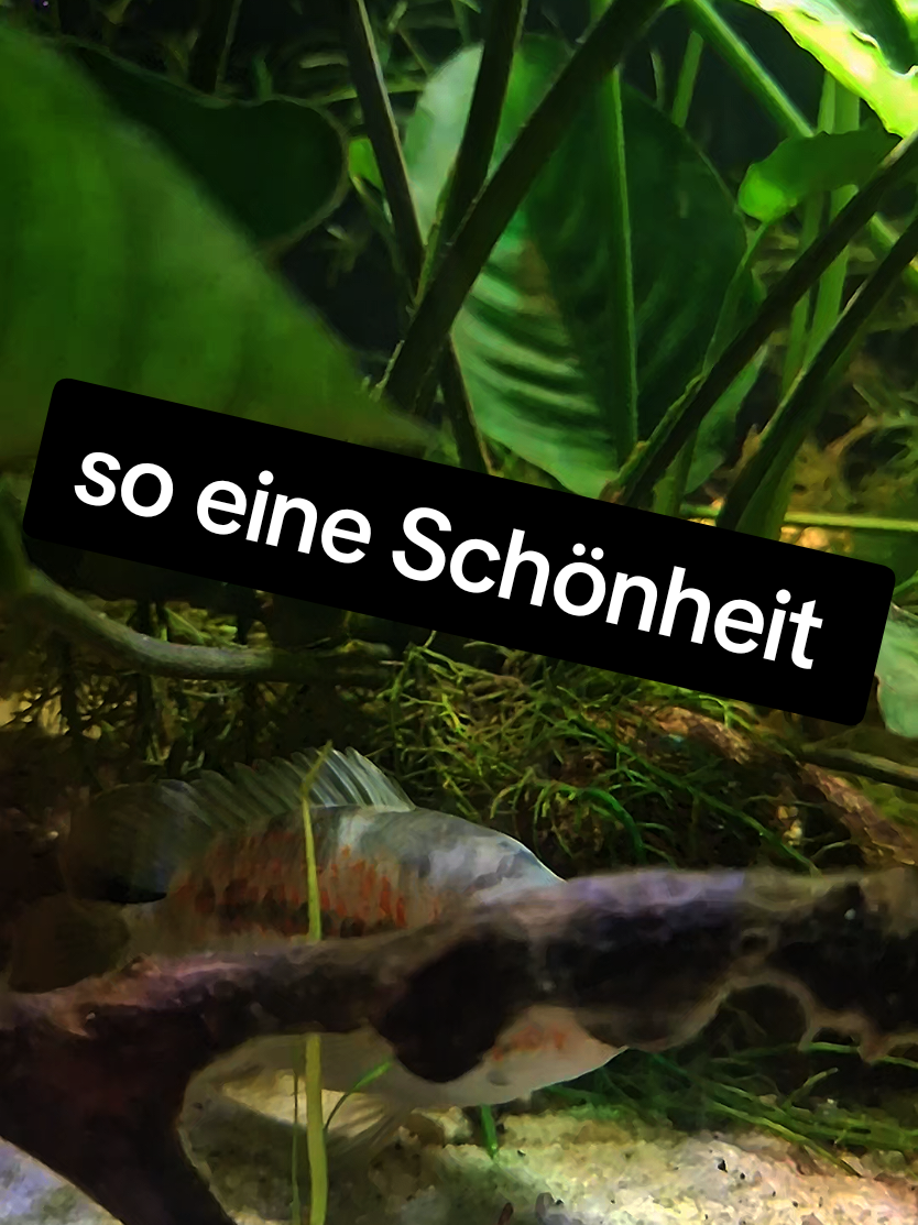 @Barschfan Aqualive