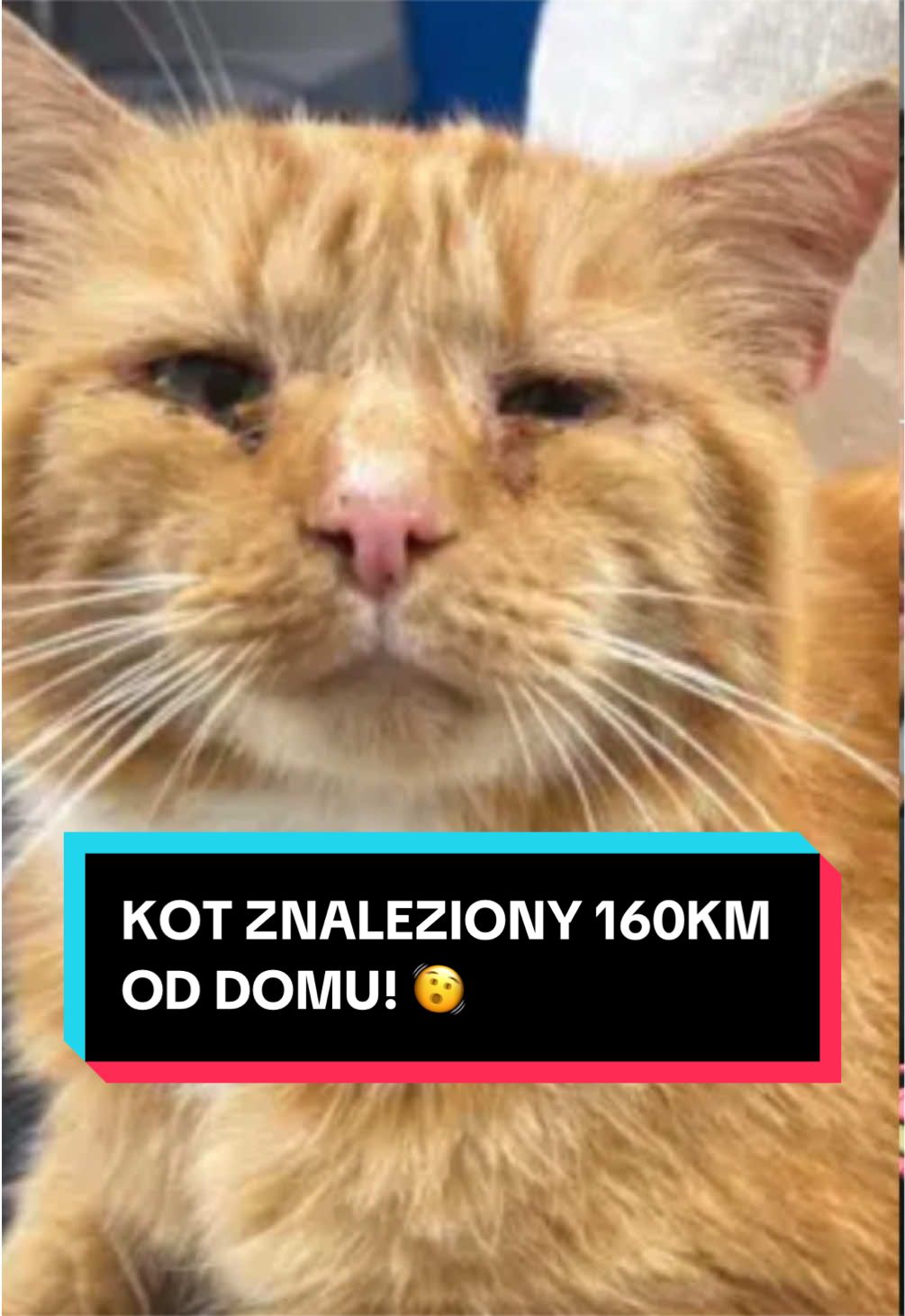 @pandawojtekyt