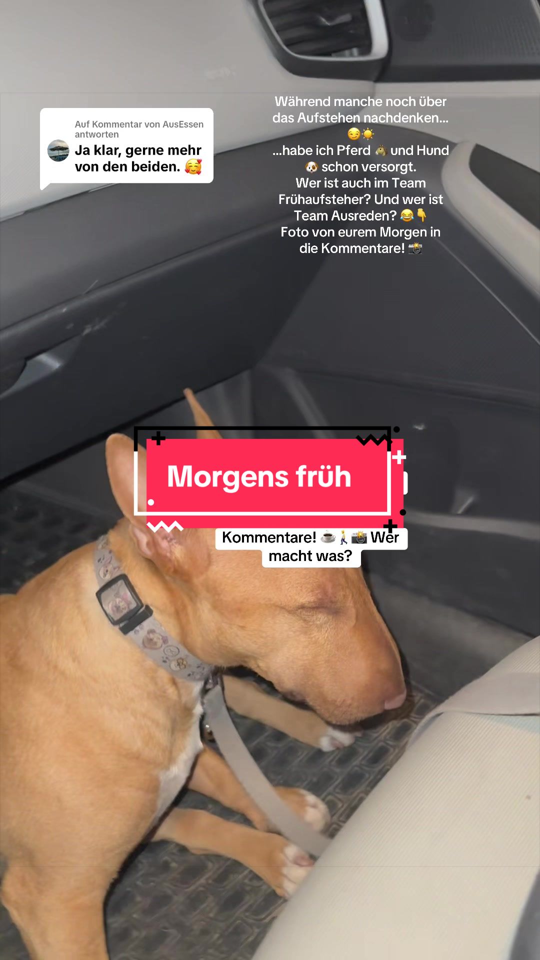 @Panzer-Troetentier