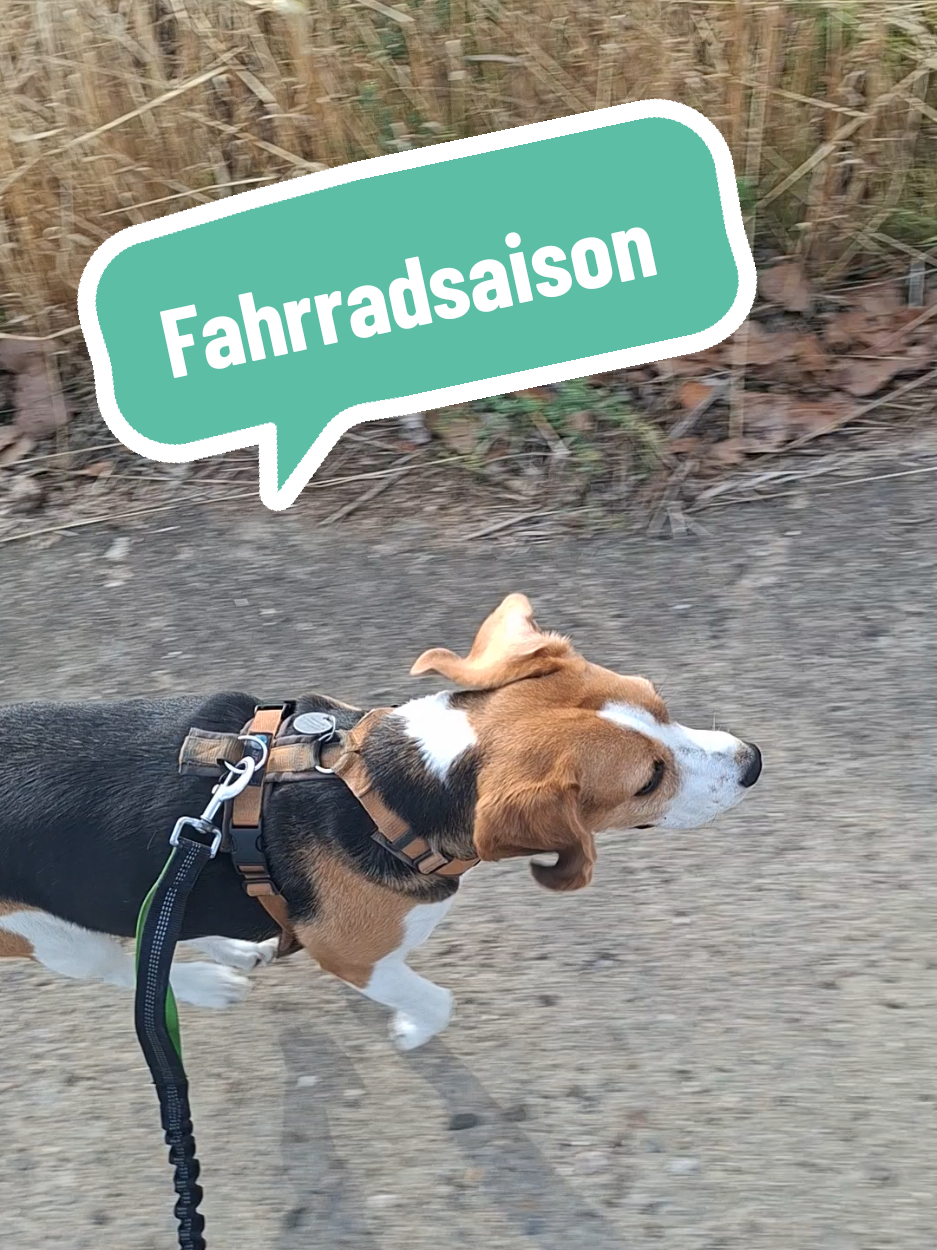 @BeagleTrifftBerner