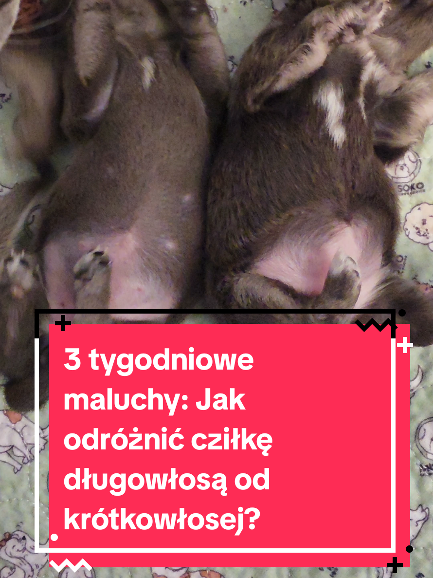 @Chihuahua uzależnia