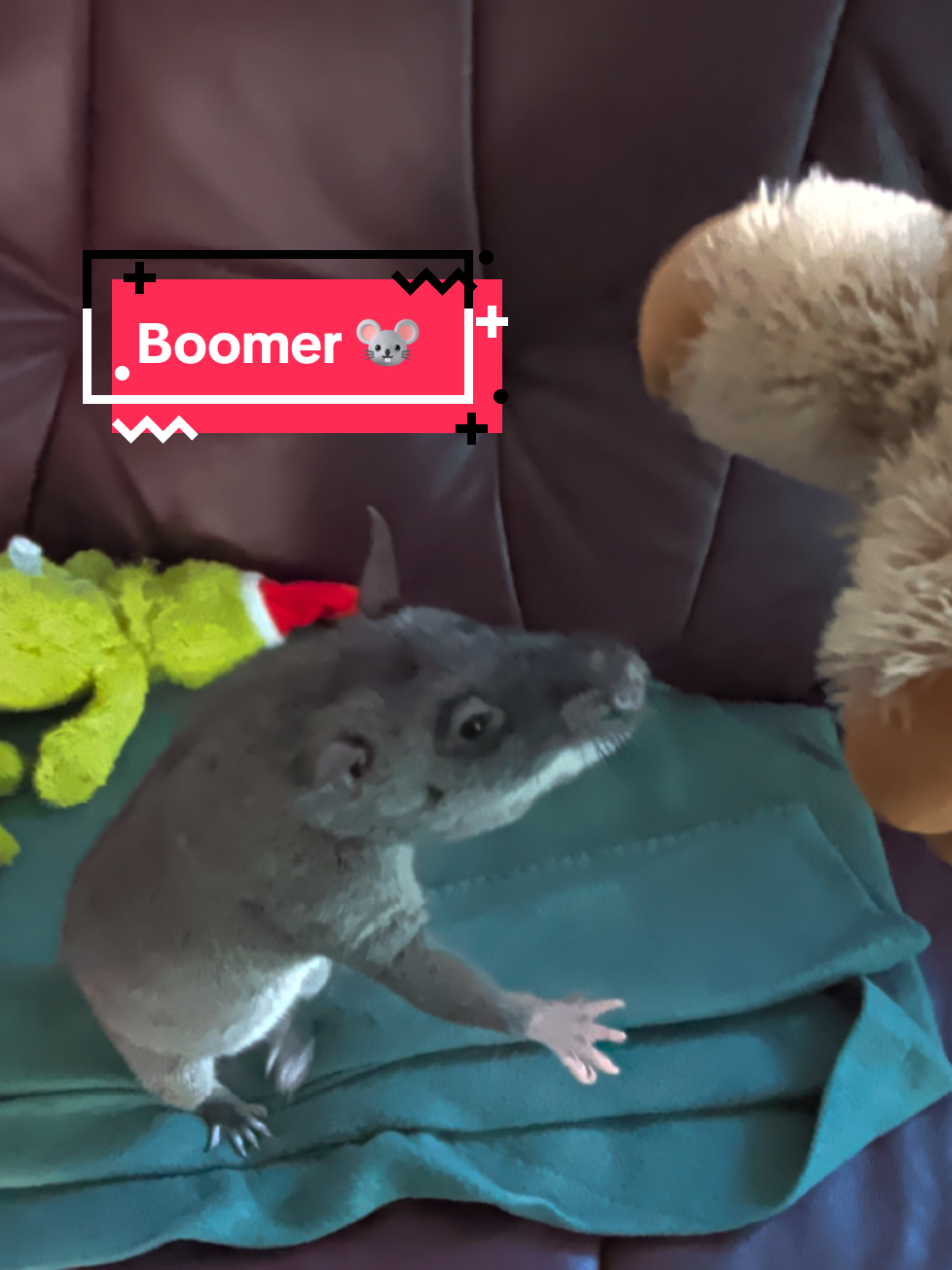 @Ratocalypse 🐀🤣🧀💥