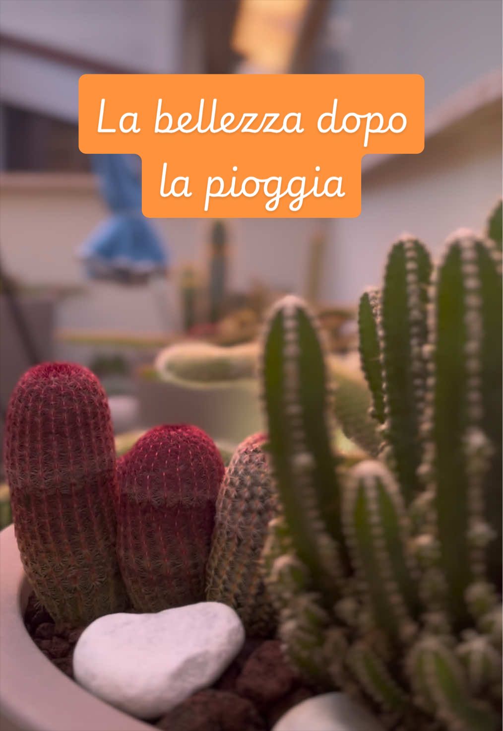 @piccole.spine.felici 🌵