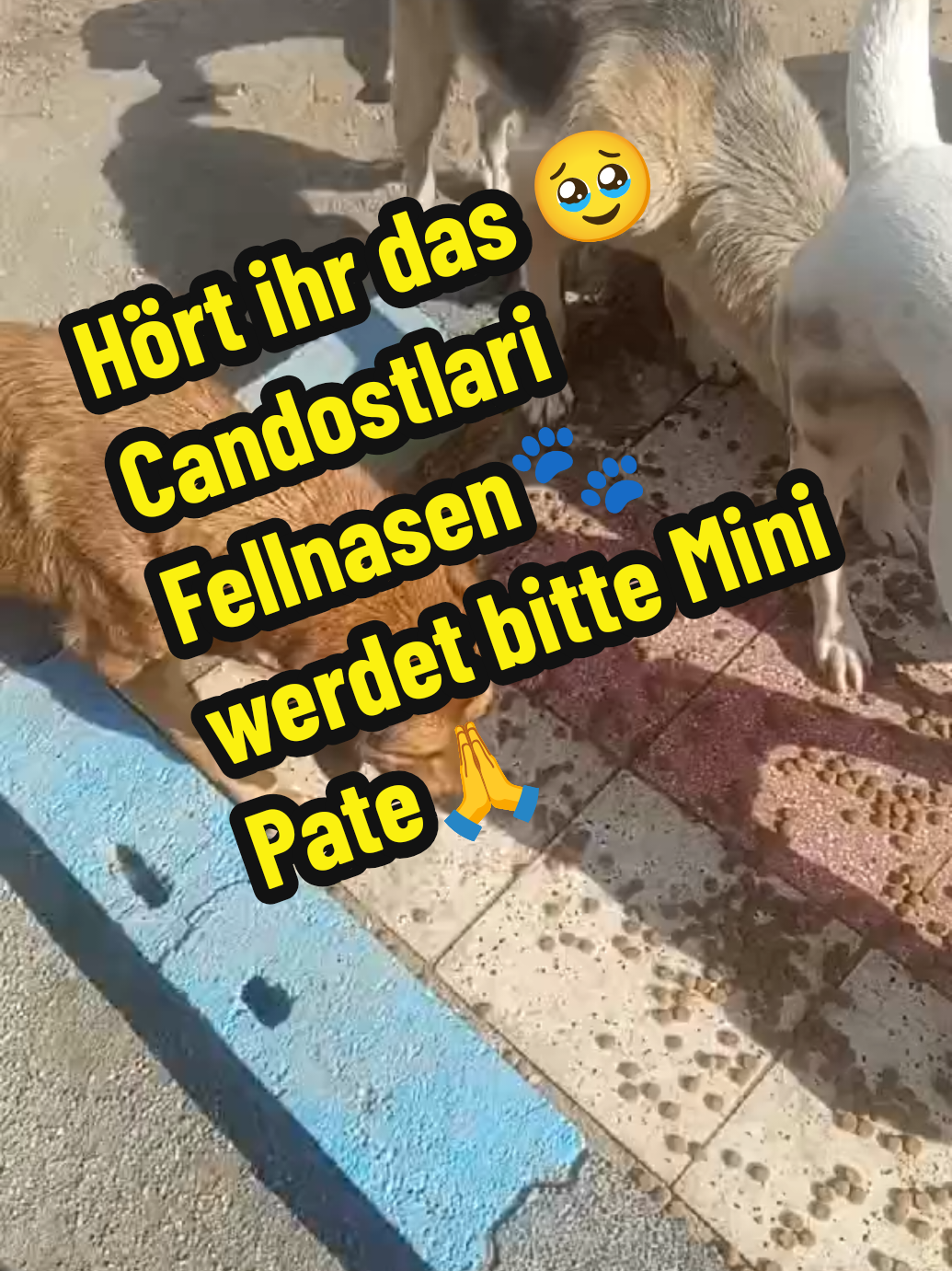 @TSV Candostlari-Beste Freunde