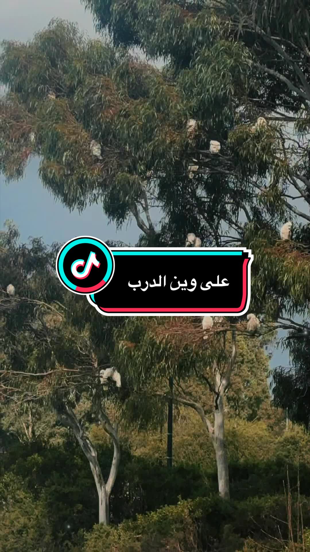 @NAHLA T jamel