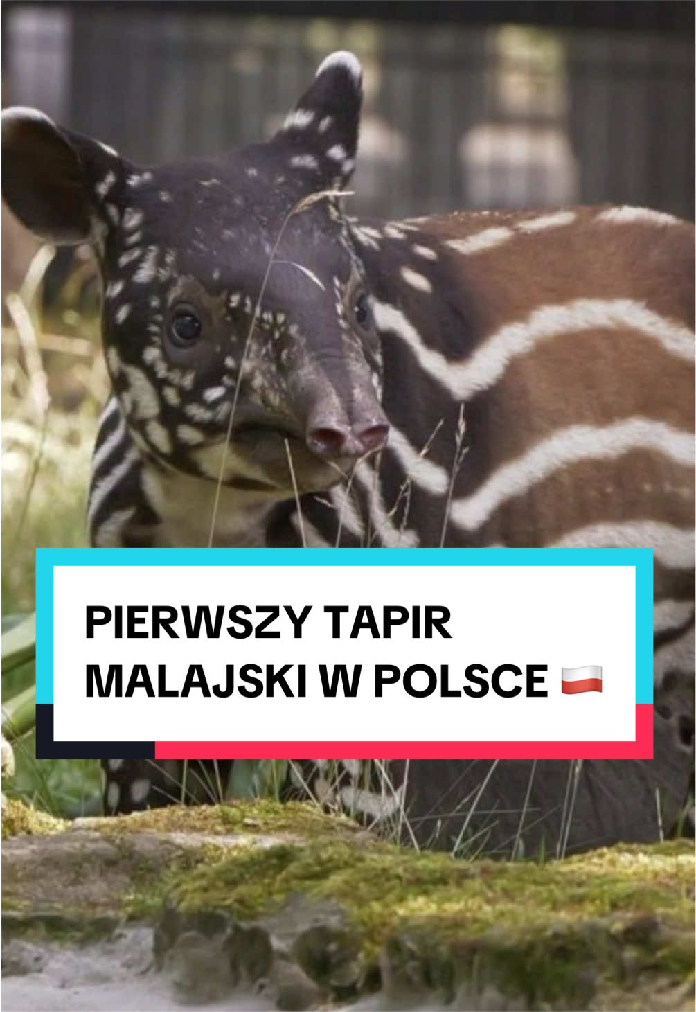 @pandawojtekyt