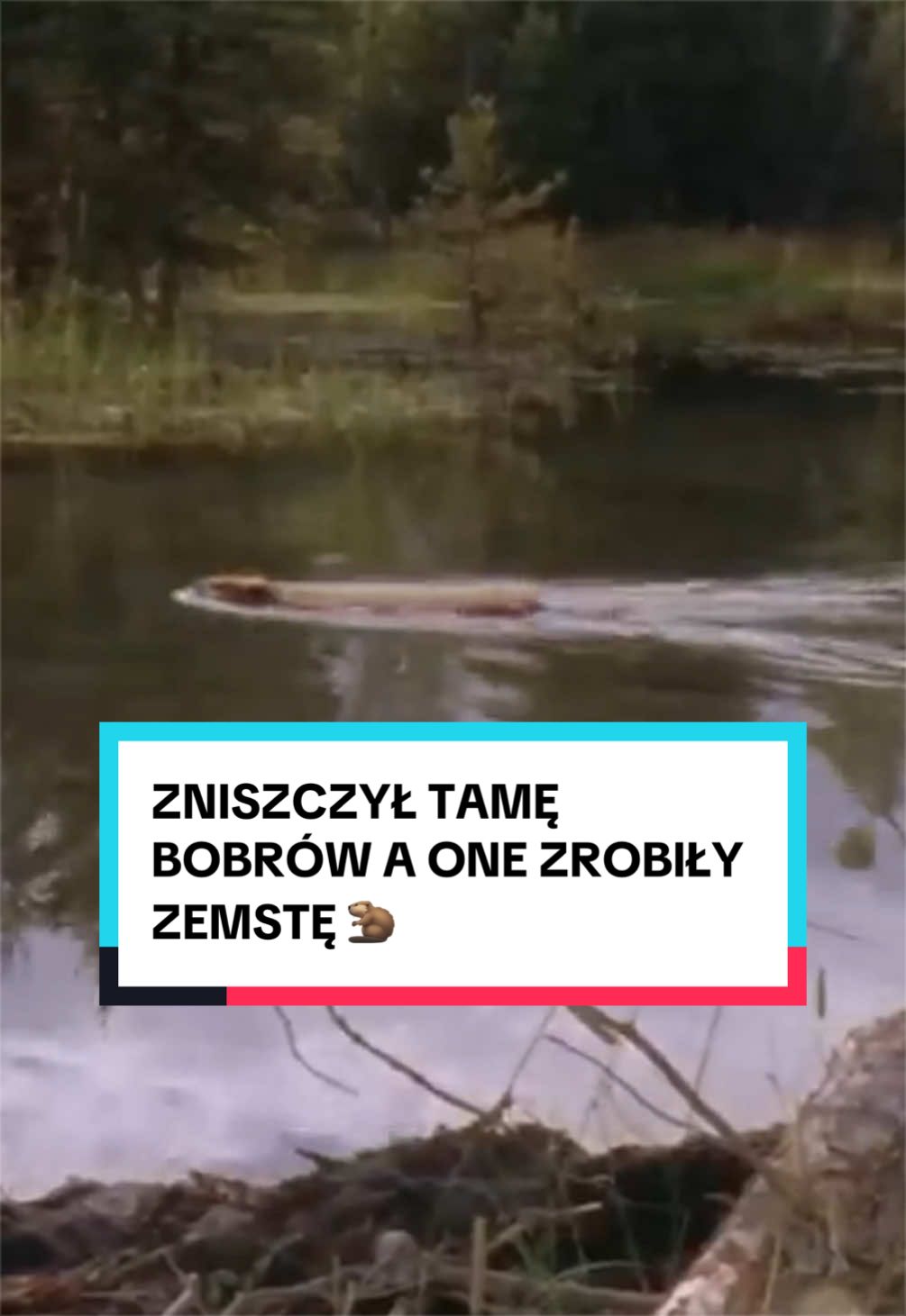 @pandawojtekyt