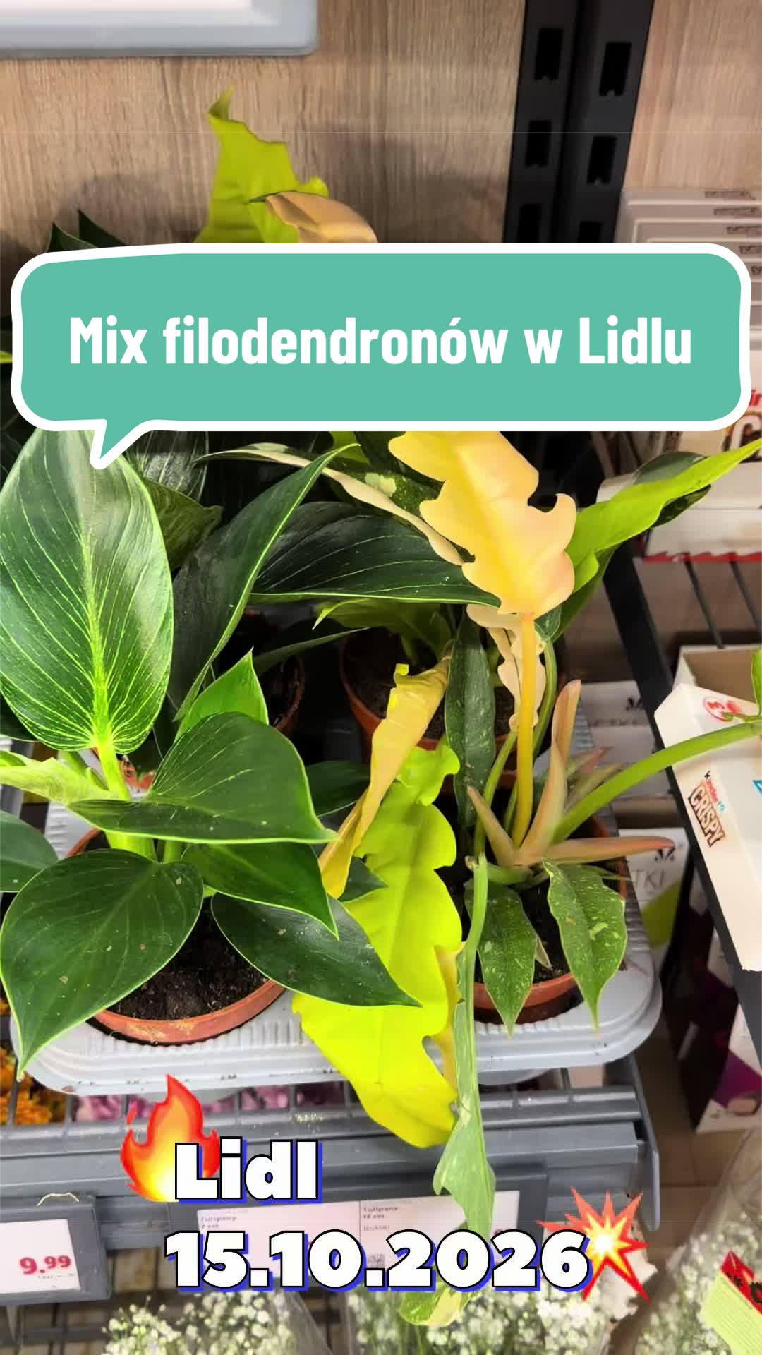 @maciej.plants