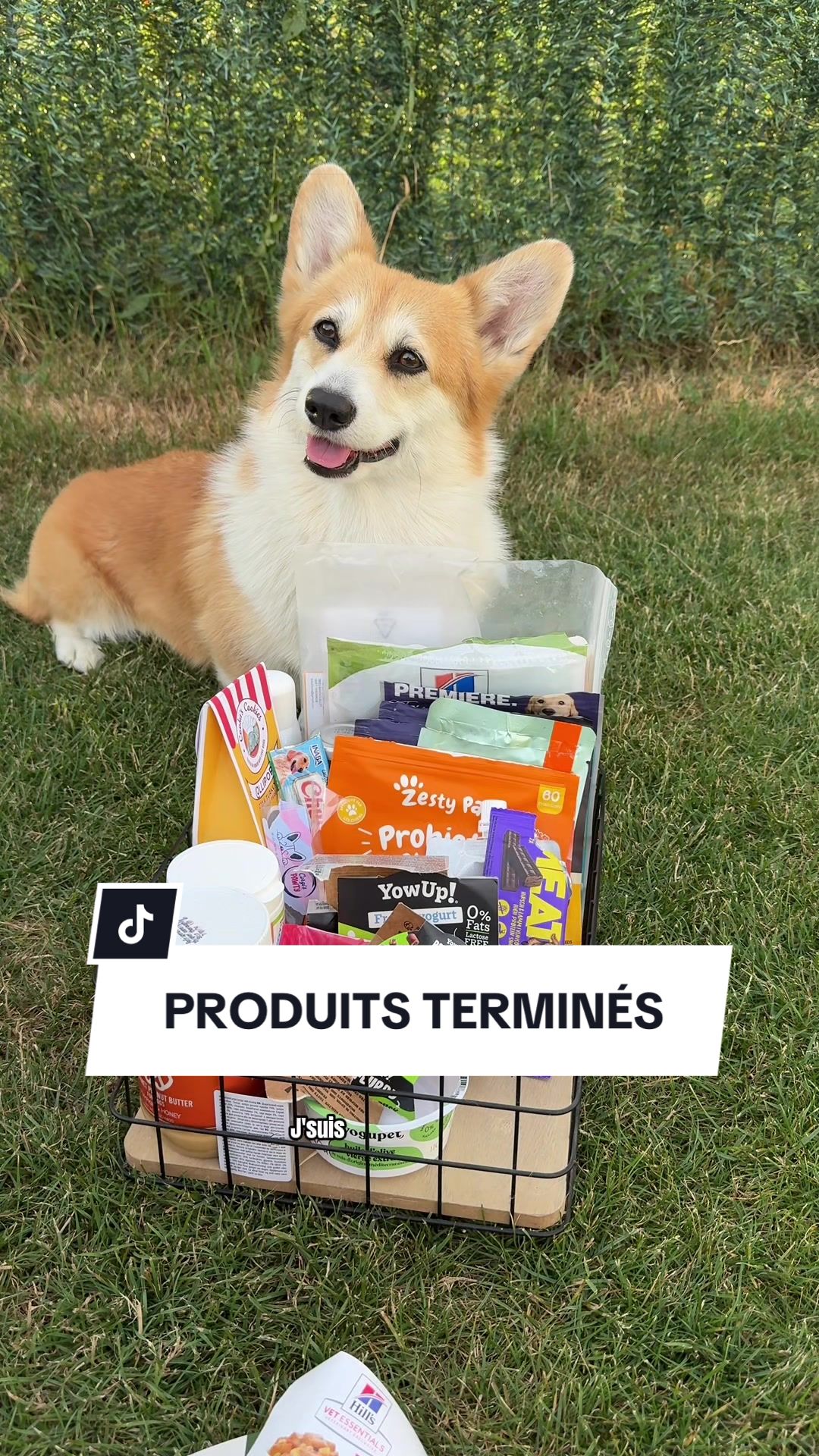 @Lemon 🍋 Corgi
