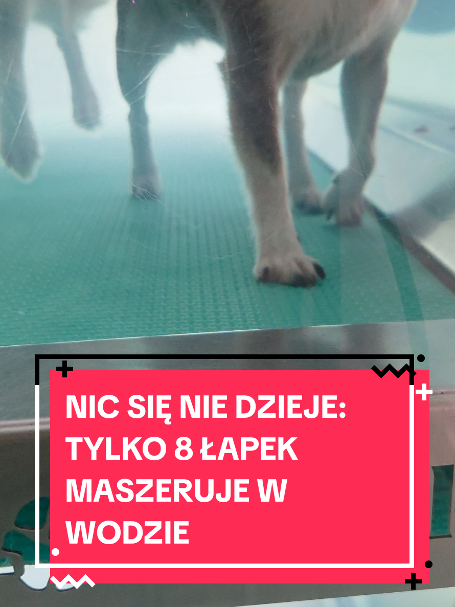 @Chihuahua uzależnia
