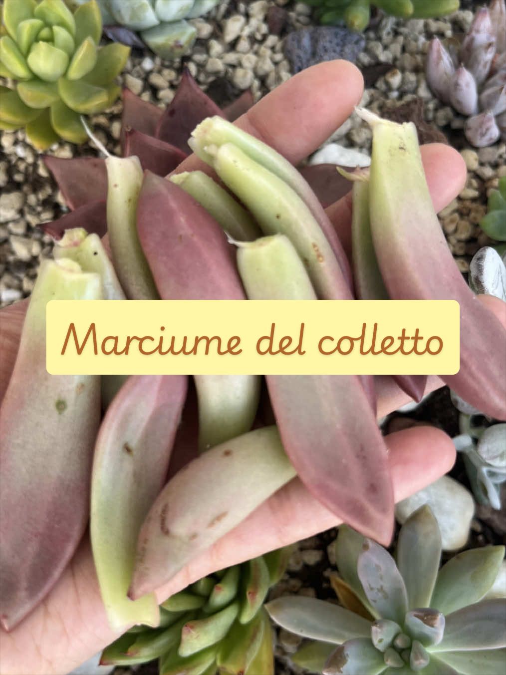 @piccole.spine.felici