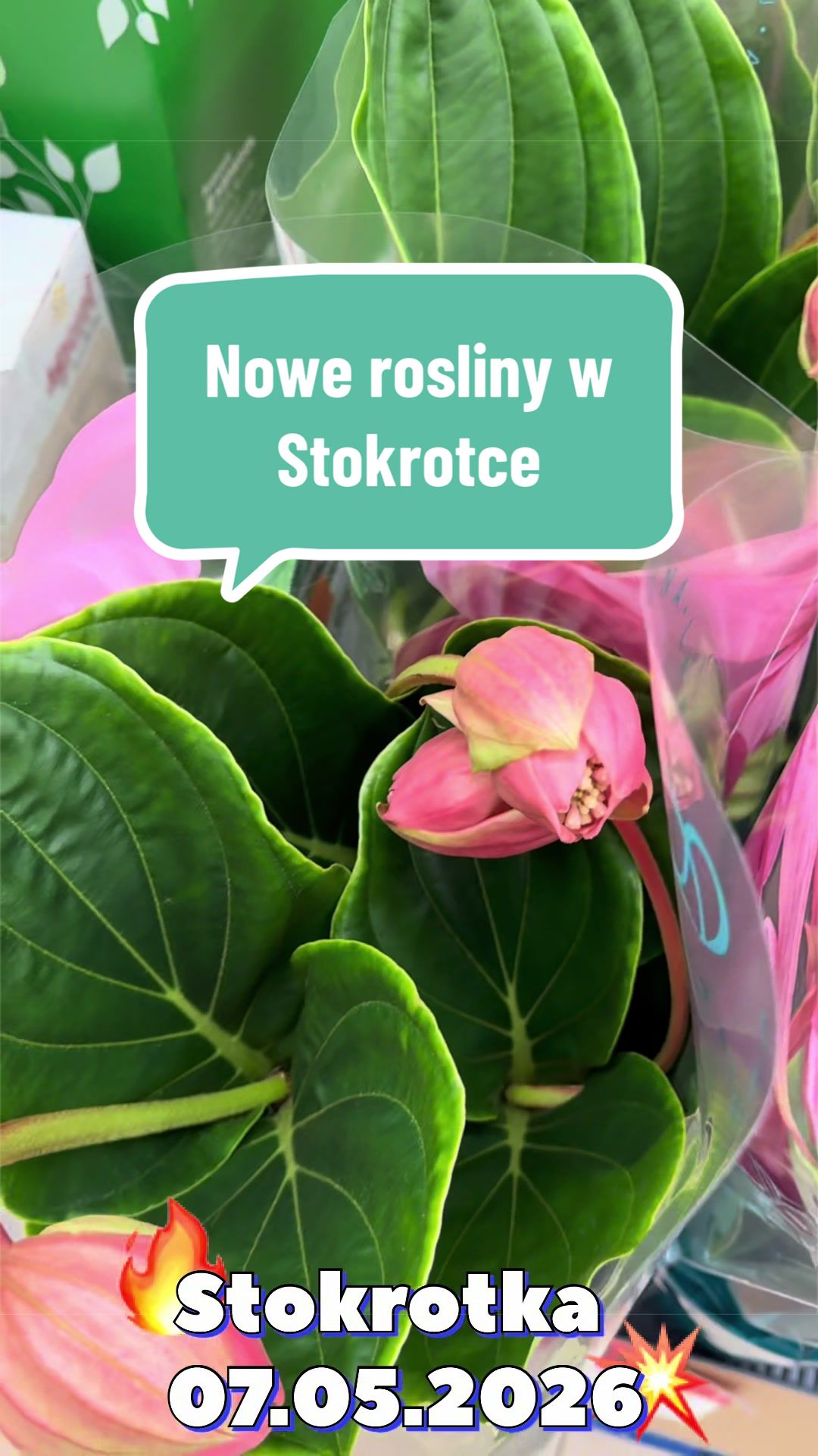 @maciej.plants