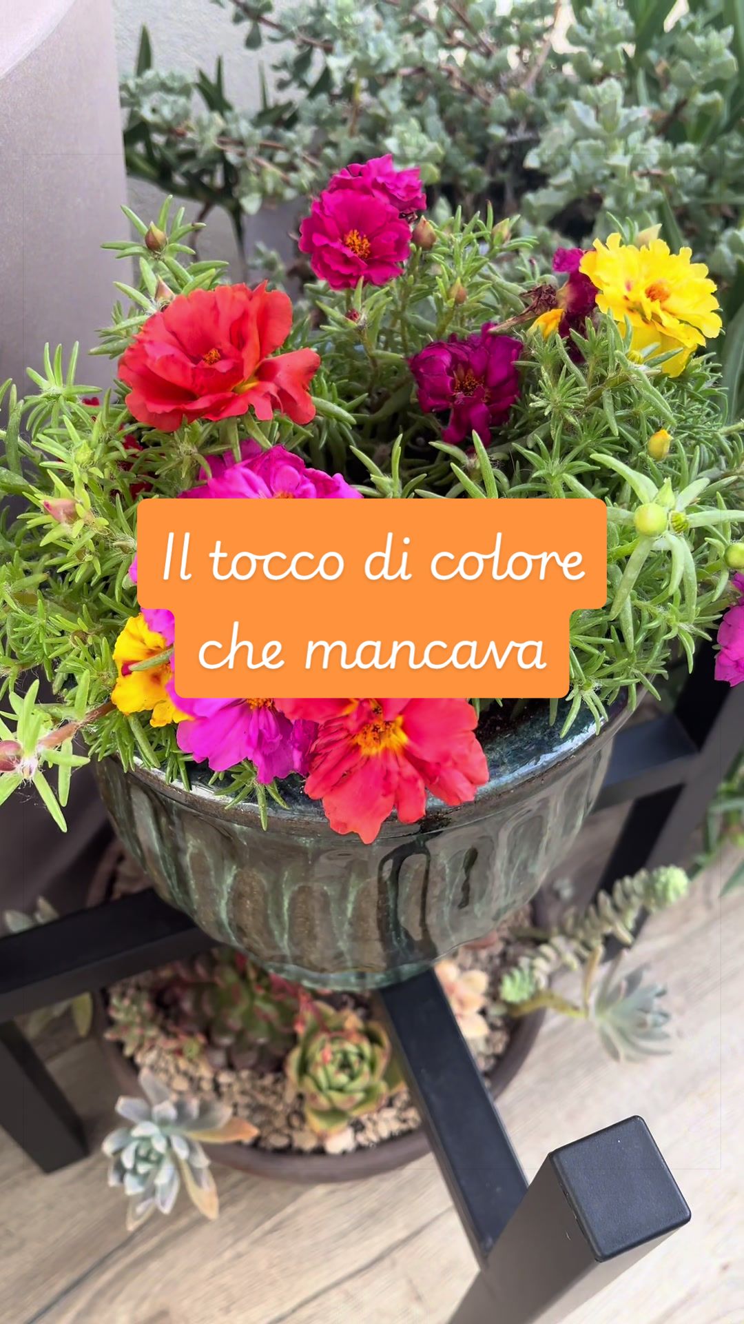 @piccole.spine.felici