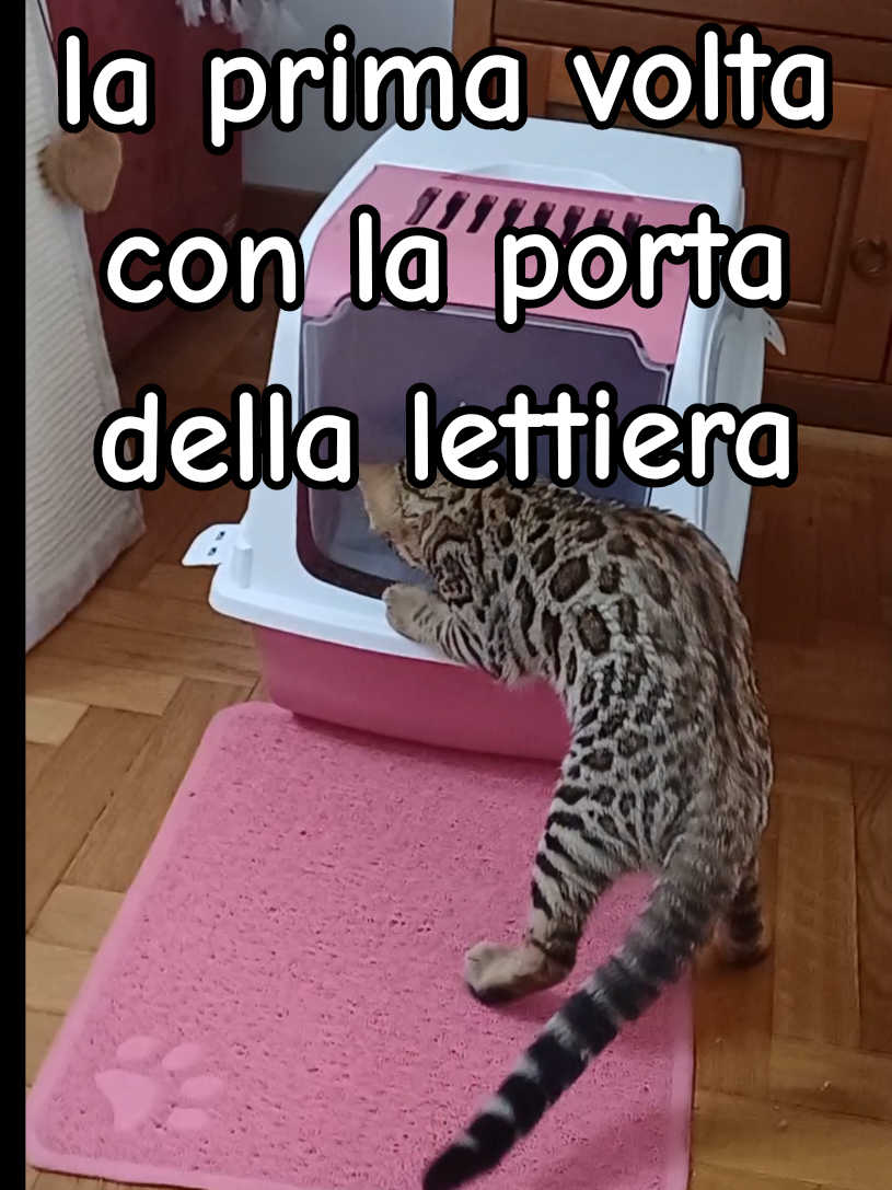 @rio.supercat