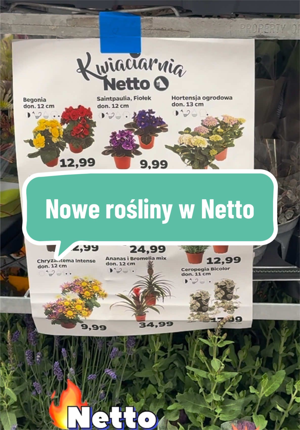 @maciej.plants