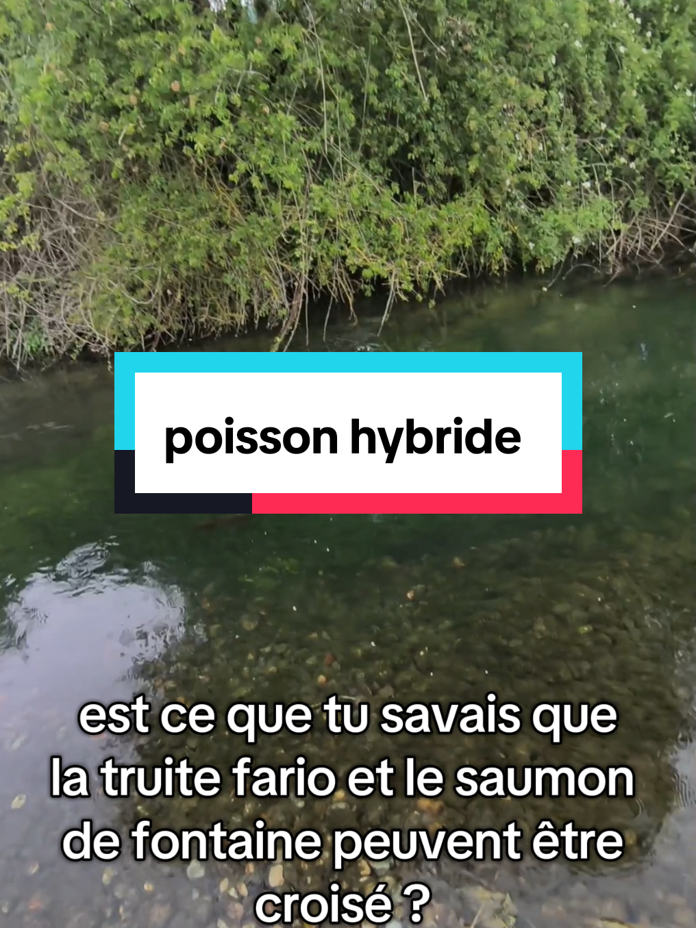 @flowfish
