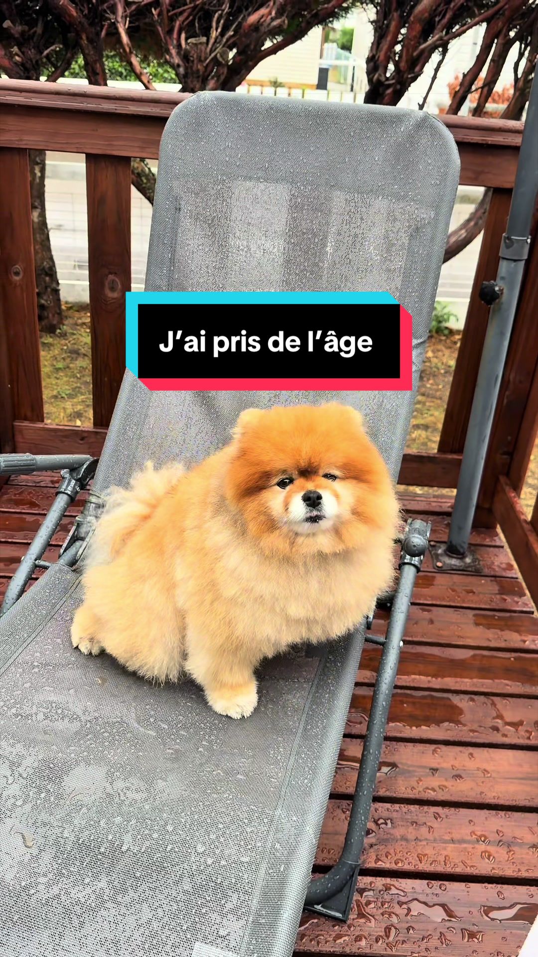 @pikanain