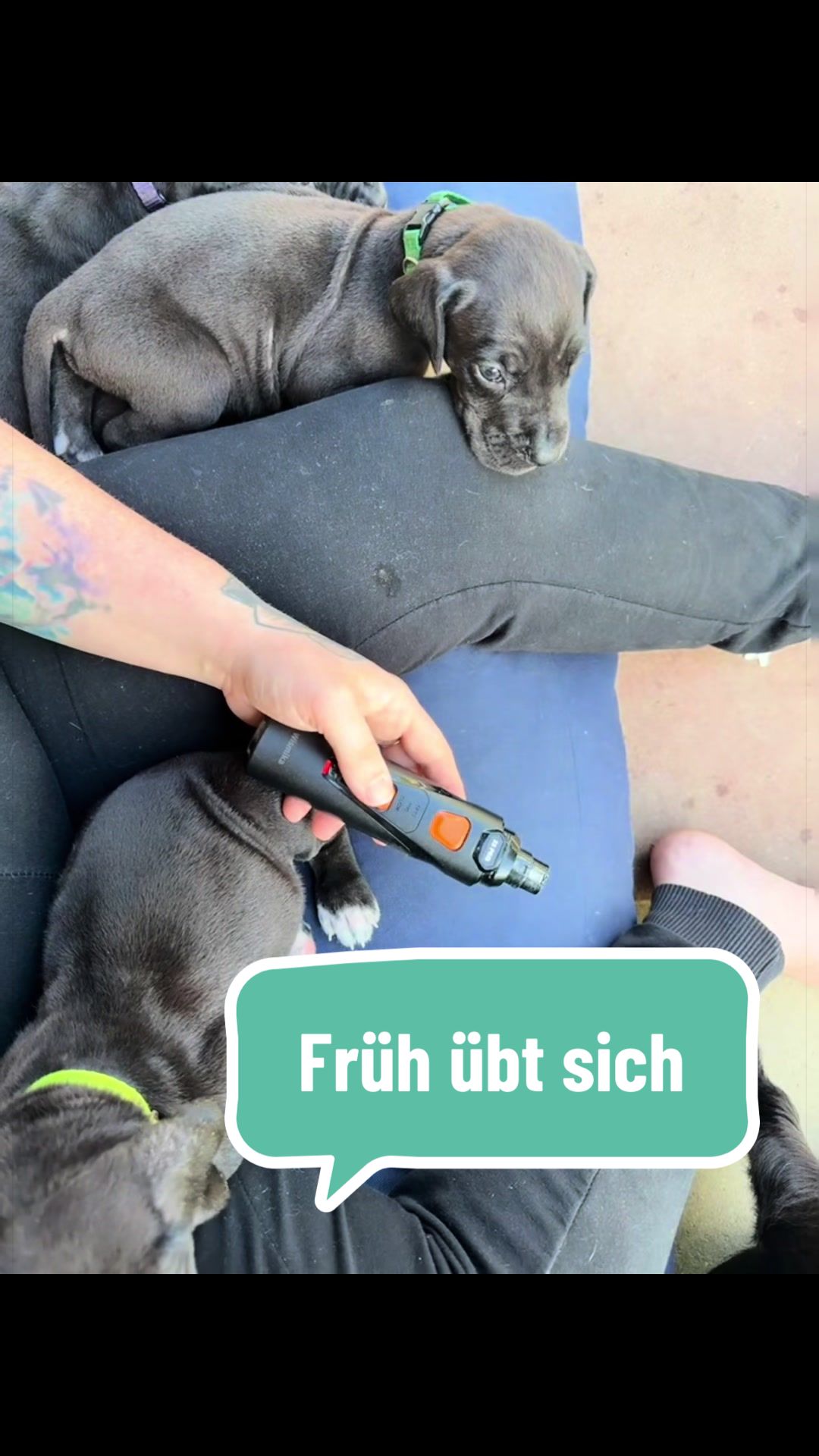 @Doggen von Lucaelis
