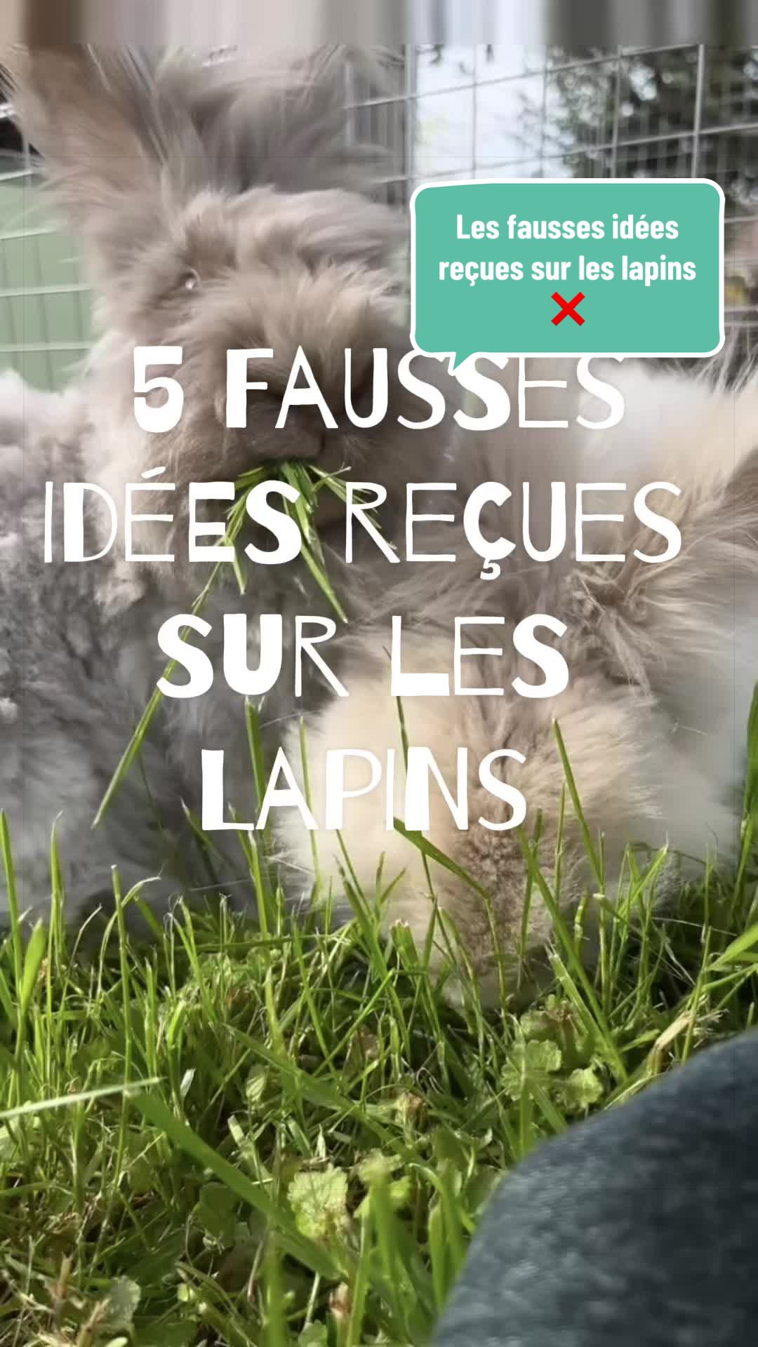 @Mes lapinouchs 🐰🐹