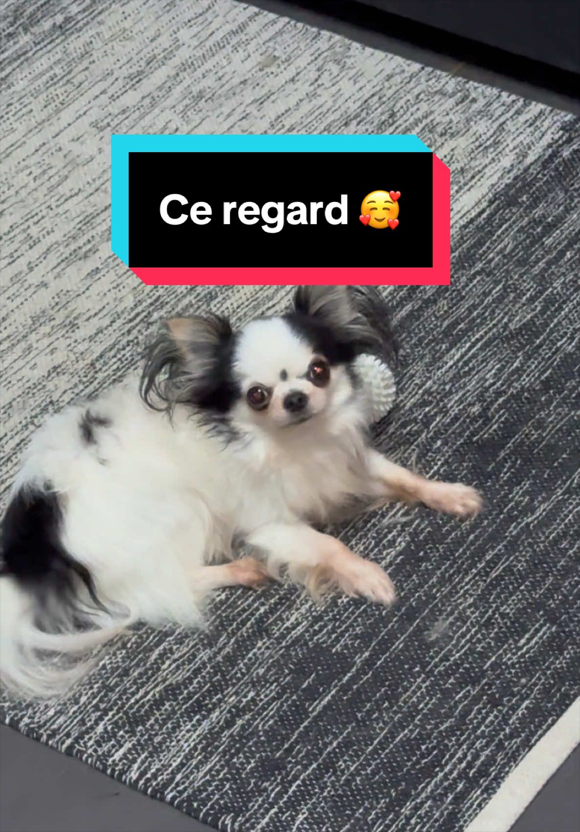@óla_chihuahua