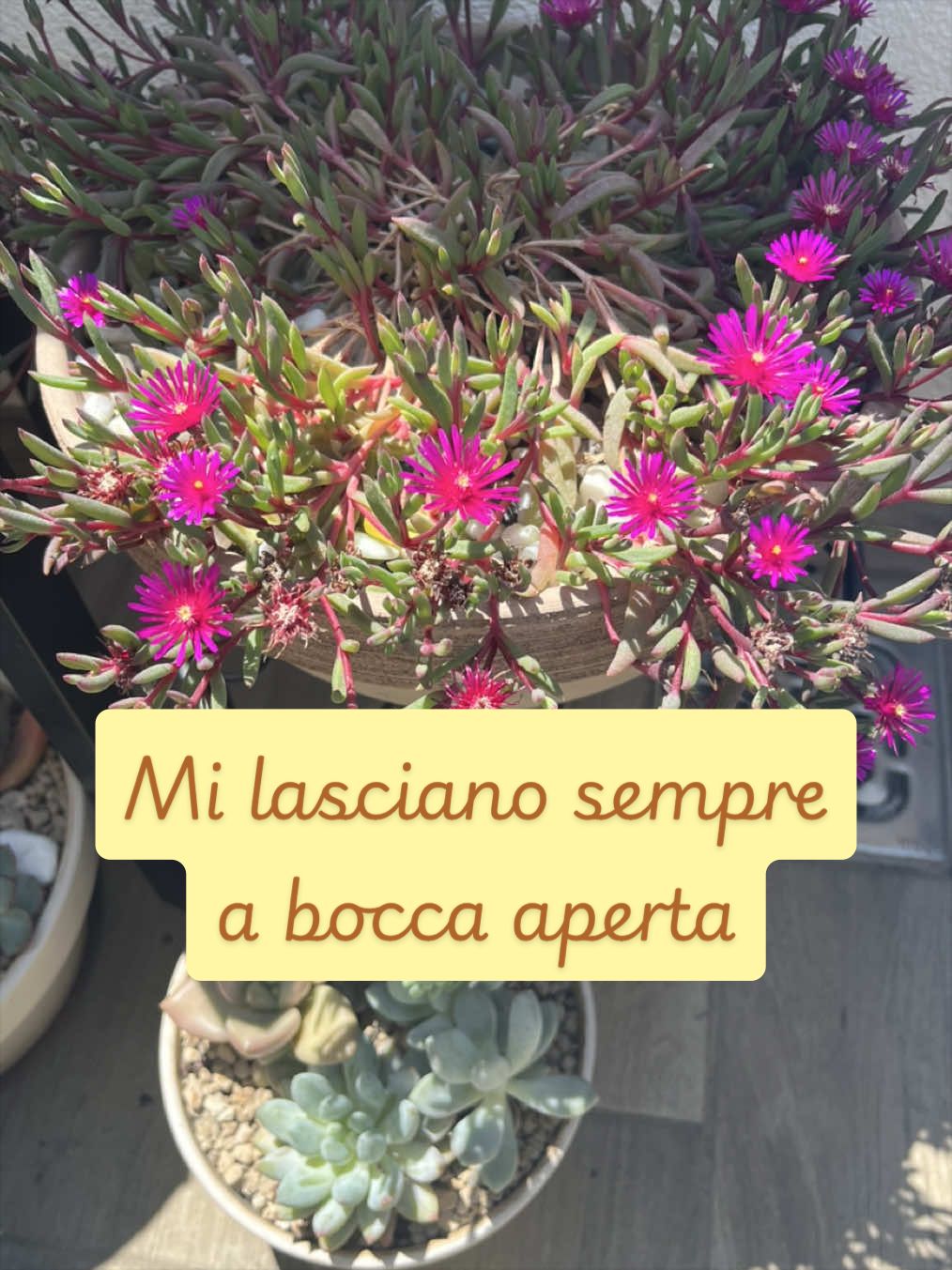 @piccole.spine.felici