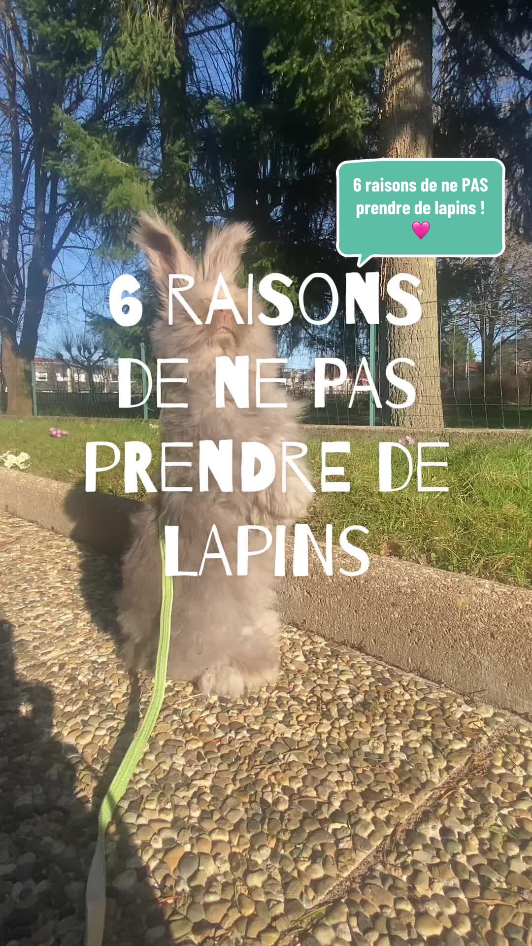 @Mes lapinouchs 🐰🐹