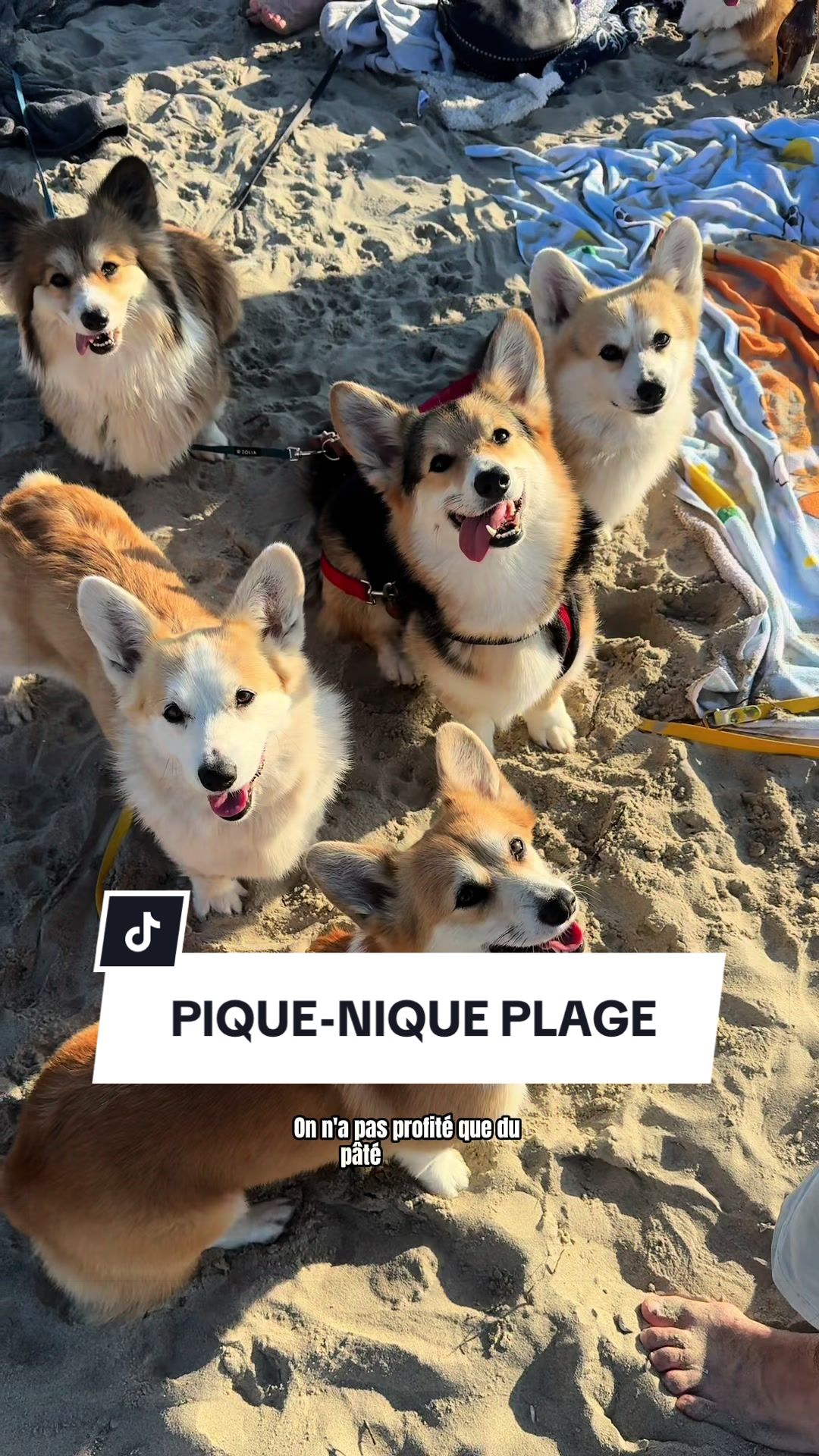@Lemon 🍋 Corgi