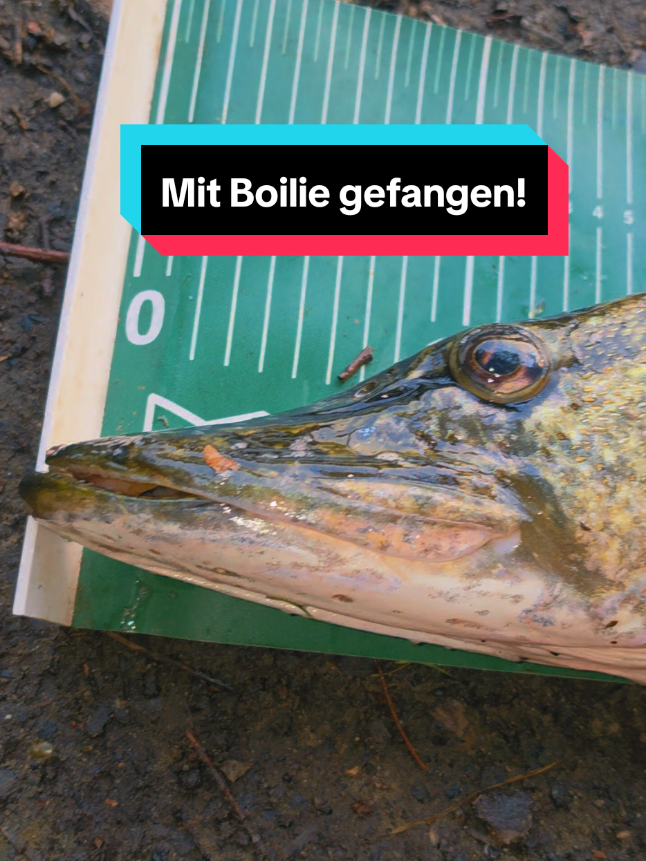 @🐉🎣Angel Kalle 🎣❤️🔥