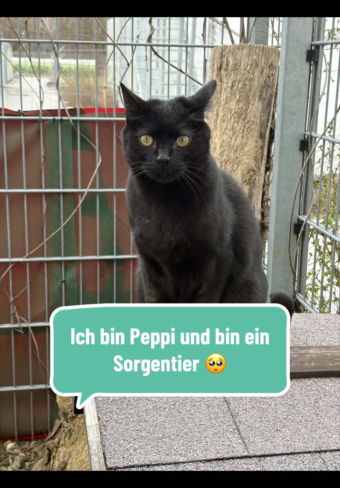 @TierschutzvereinM