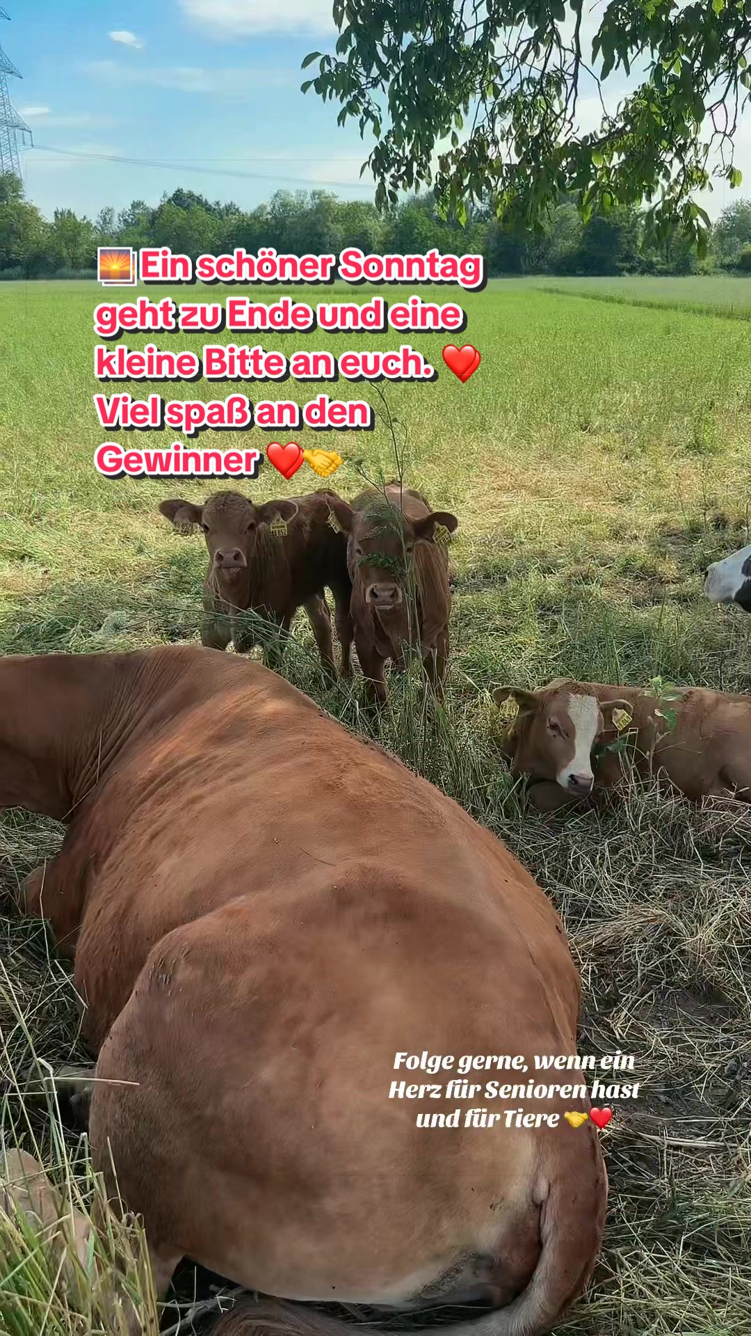 @tiktokheinz