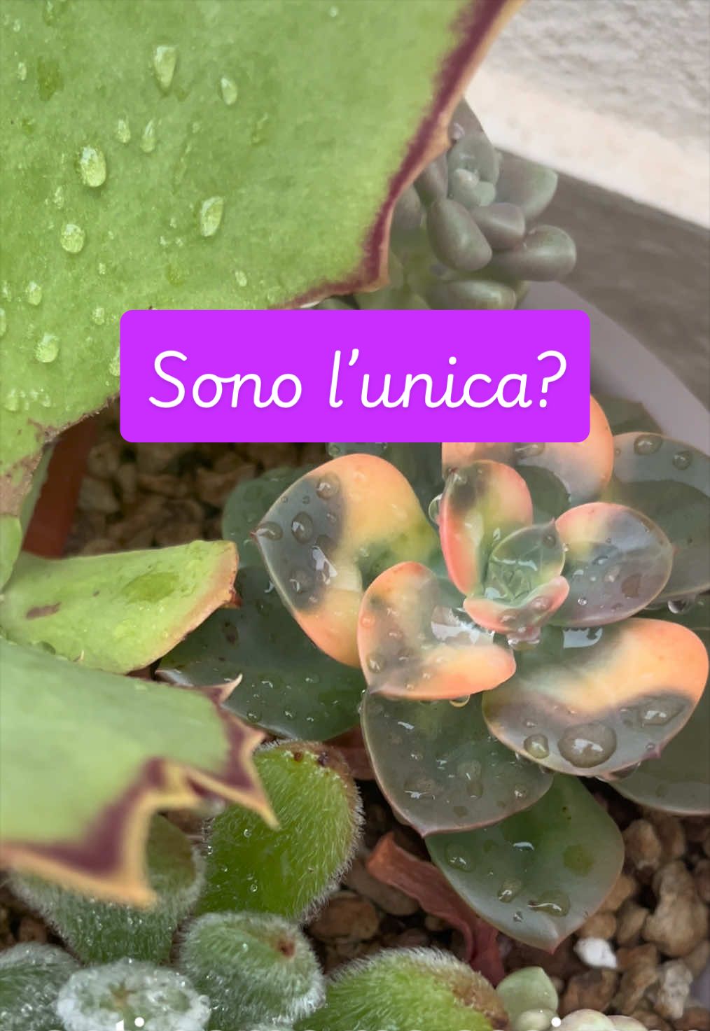 @piccole.spine.felici 🌵