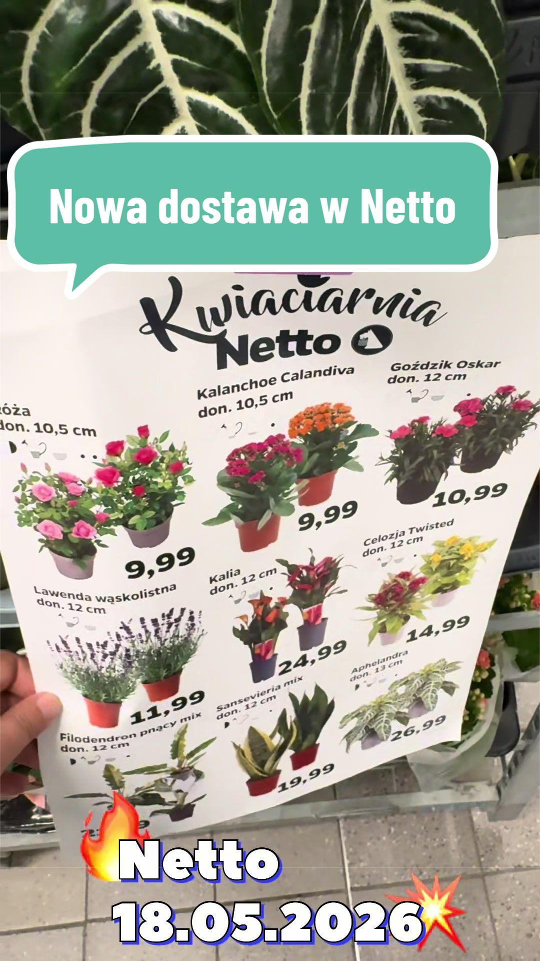 @maciej.plants