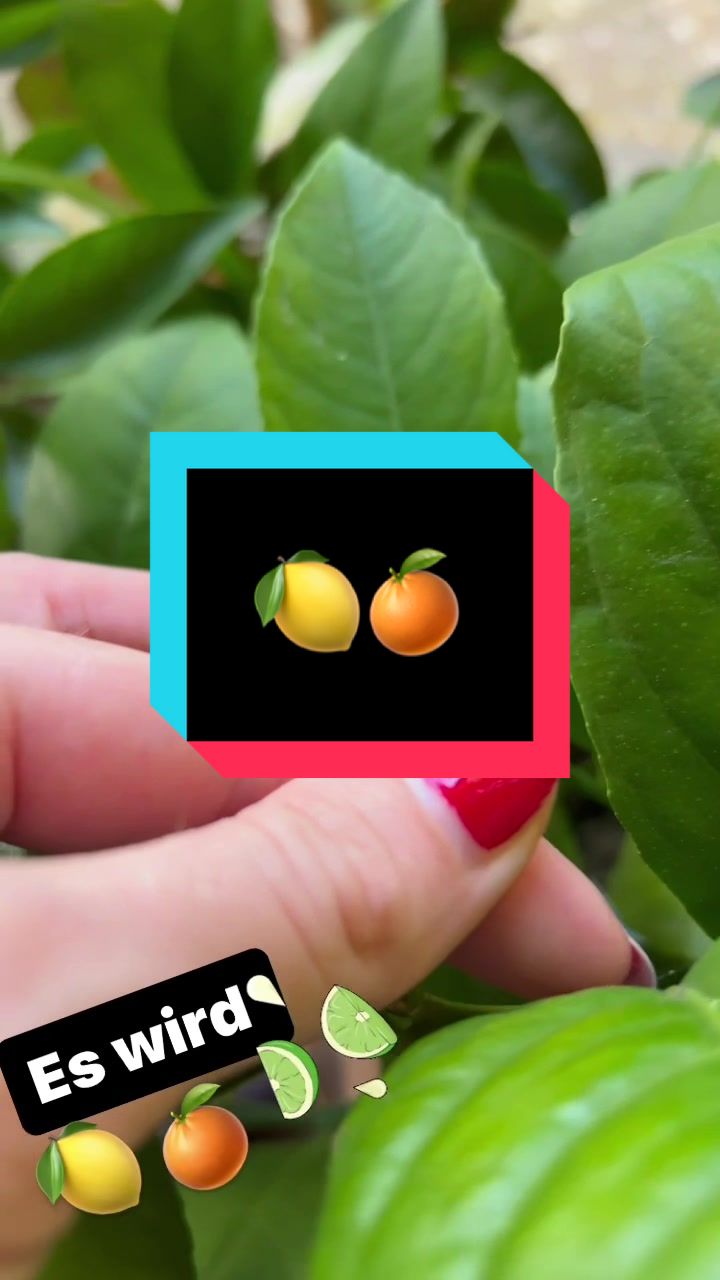 @Let’s grow 🪴🥝🍓🍑🍋🍌