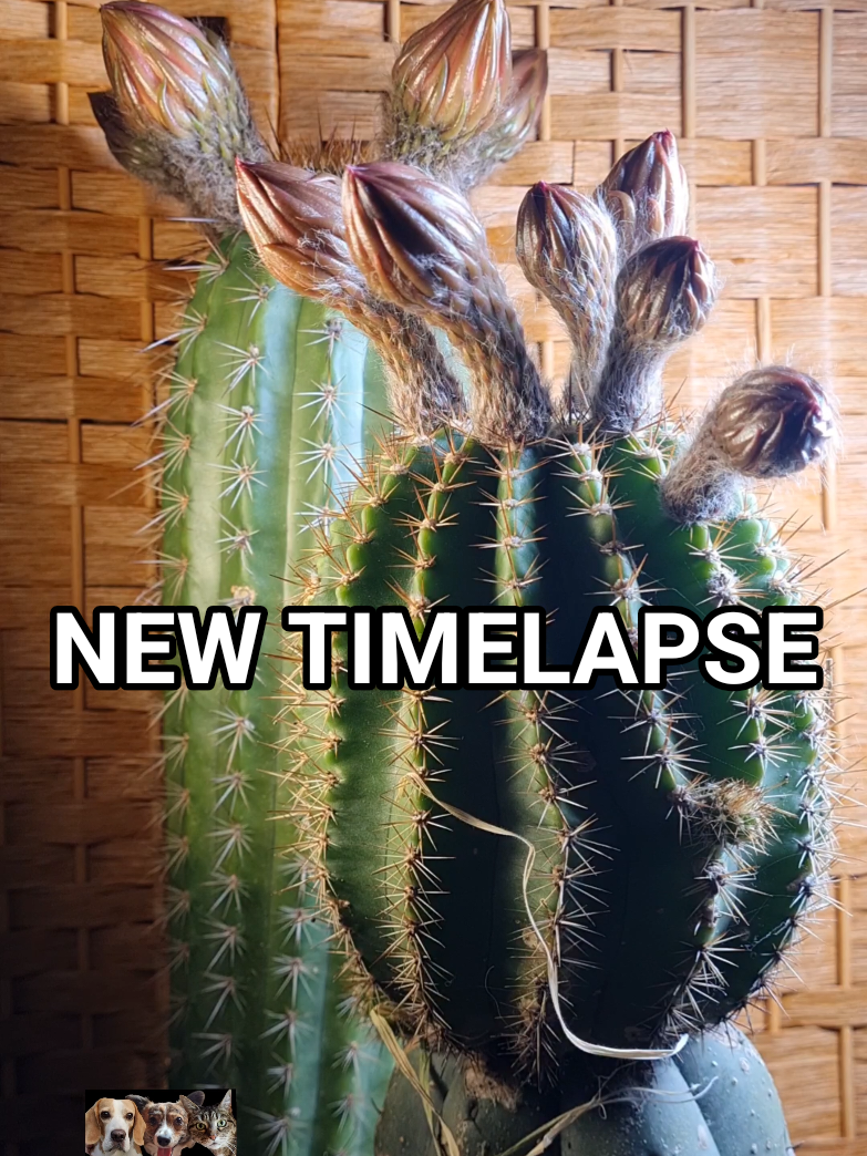 @Cactusjerk