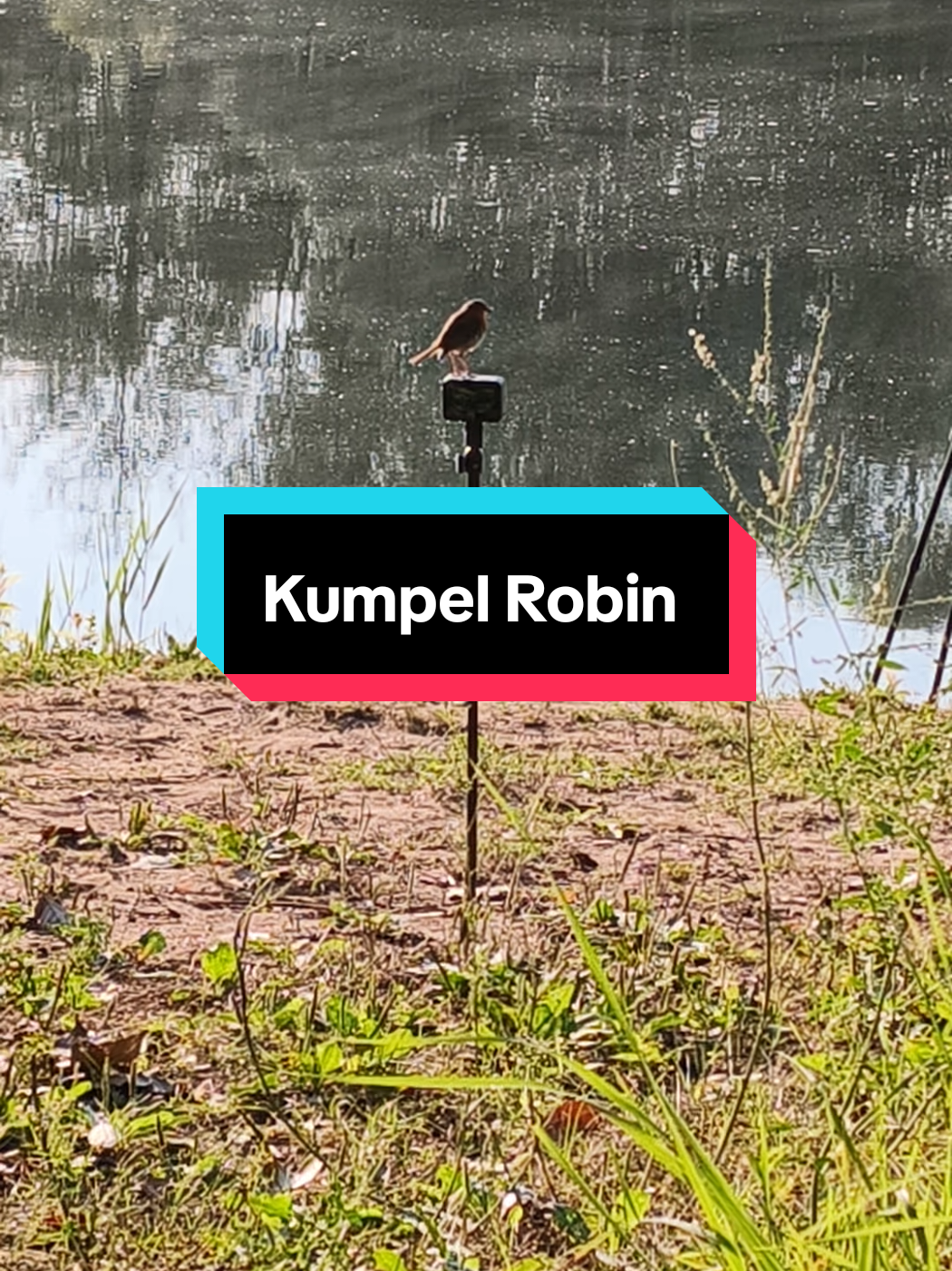@carp_and_fun