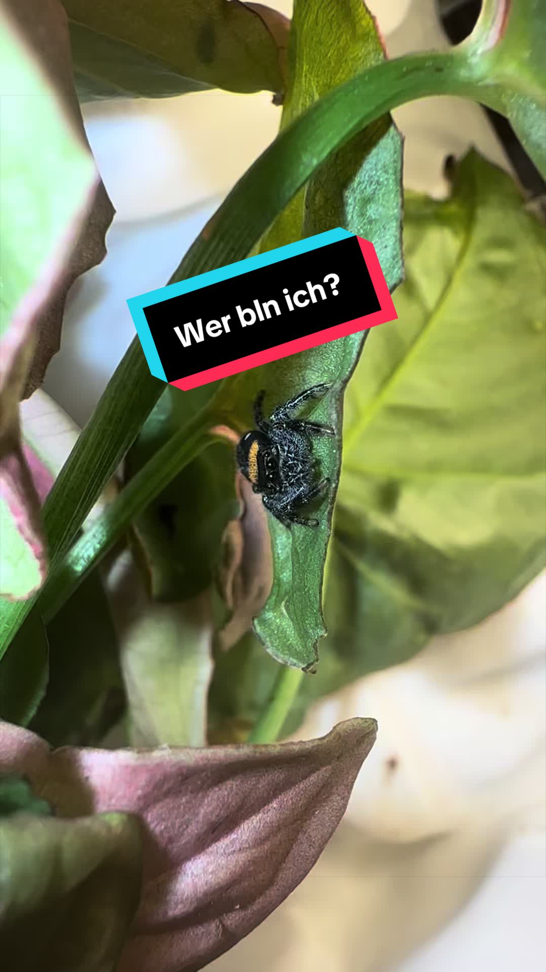 @Home-of-Insects