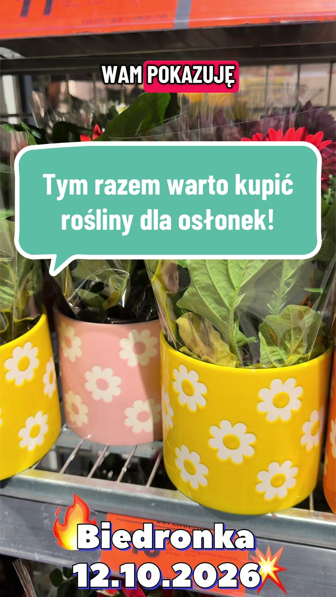 @maciej.plants