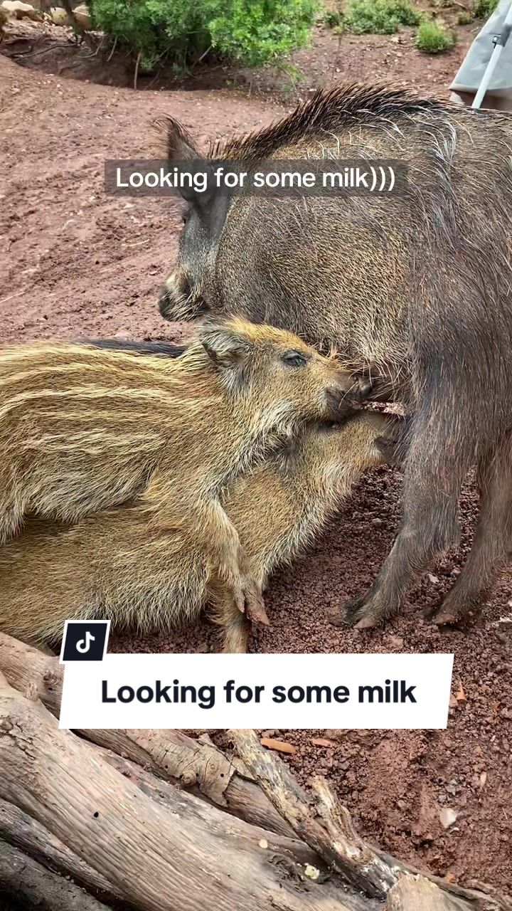@Cute Boars