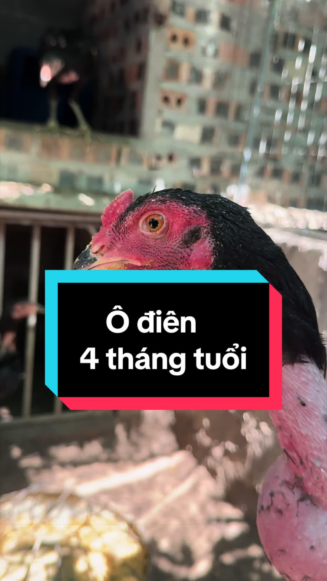 @Thuần Gà Chọi