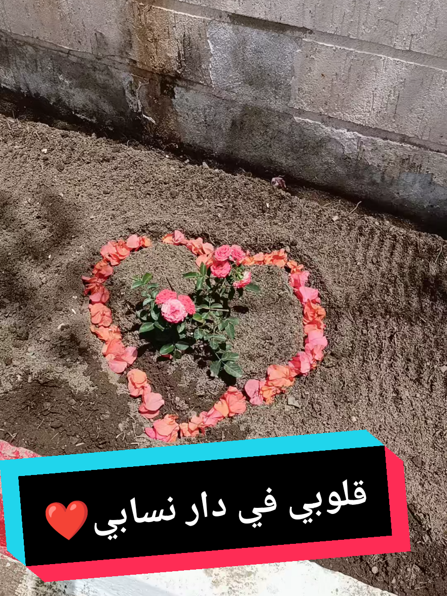 @A.M DZ