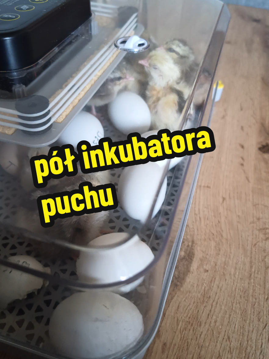 @Marcin ogrodnik