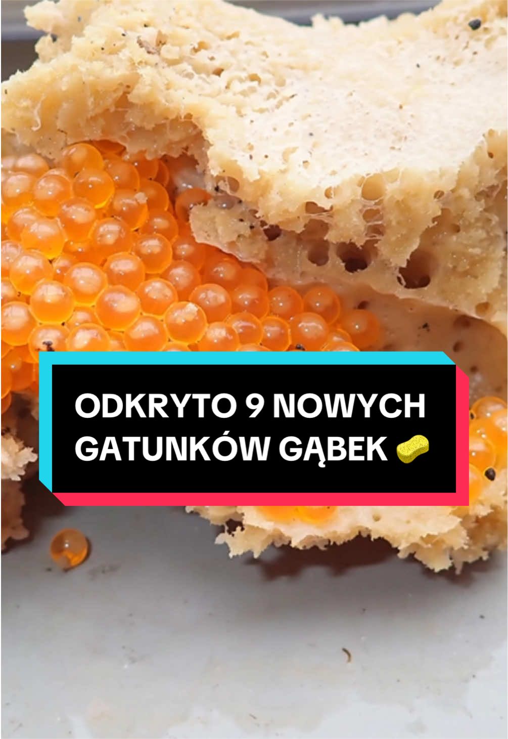 @pandawojtekyt