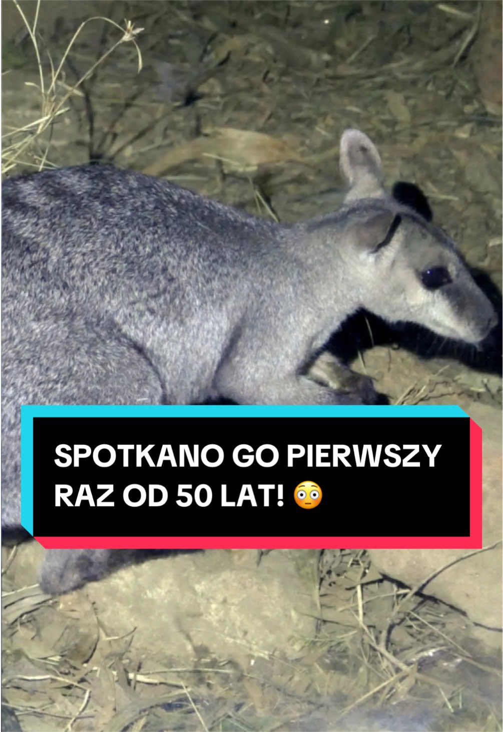 @pandawojtekyt