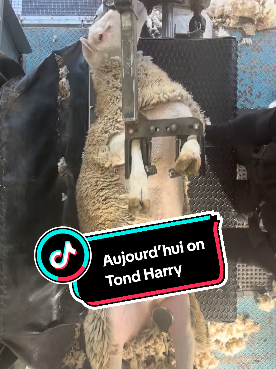 @TMFR 🇫🇷