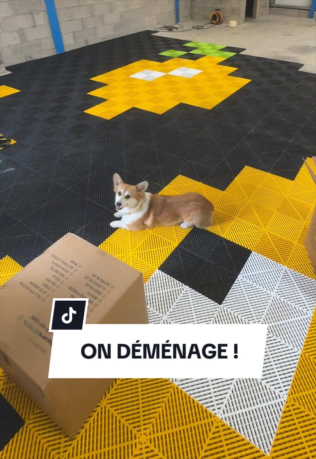 @Lemon 🍋 Corgi
