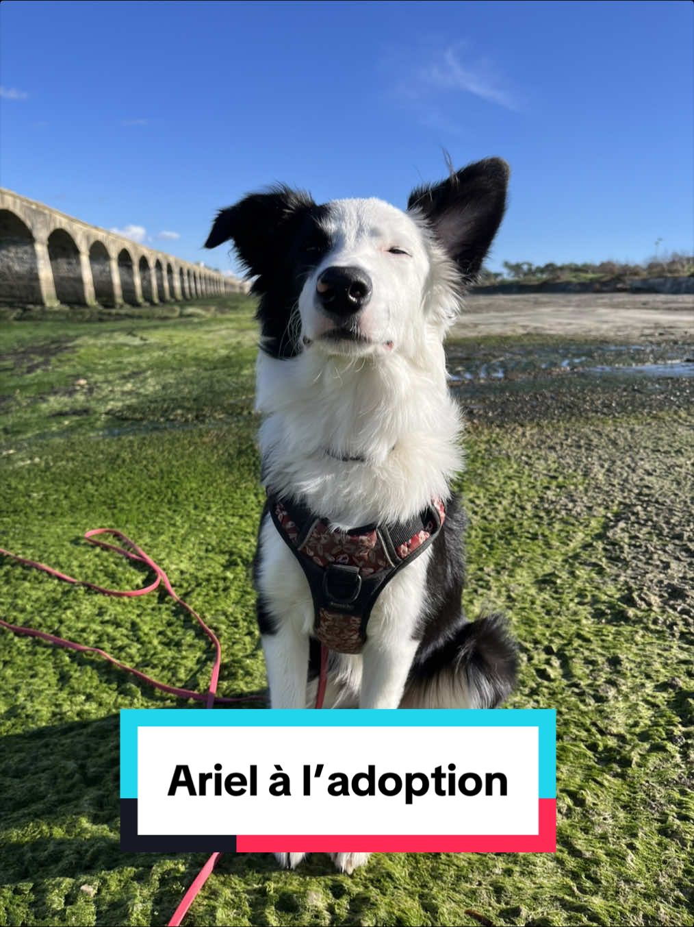 @Association Puppykittyfrance